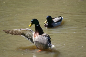 Geese, Ducks, Swans, Seagulls, 