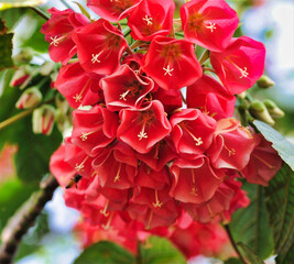 red and white dahlia