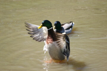 Geese, Ducks, Swans, Seagulls, 