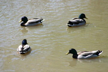 Geese, Ducks, Swans, Seagulls, 