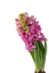 Blooming hyacinth isolated on white background.