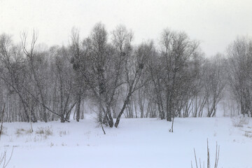 Obraz premium landscape in a blizzard with trees