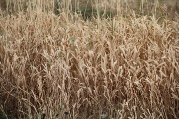 Tall Grass, Pylypow Wetlands, Edmonton, Alberta