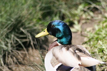 Geese, Ducks, Swans, Seagulls, 