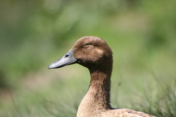 Geese, Ducks, Swans, Seagulls, 