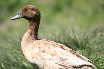 Geese, Ducks, Swans, Seagulls, 