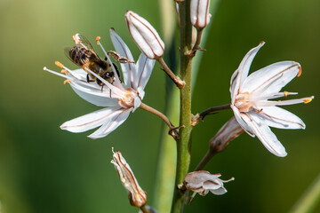 bee on a flower