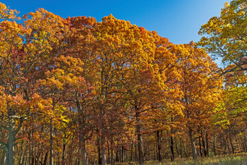 Fototapeta premium Dramatic Oak Trees in the Fall