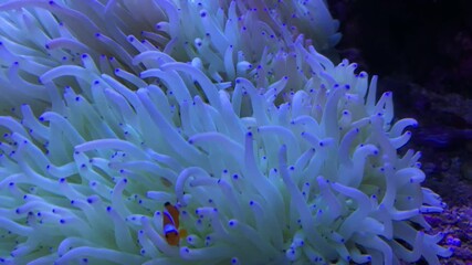 Eine Symbiose zwischen Anemonenfisch und Anemone.