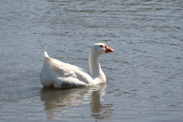 Geese, Ducks, Swans, Seagulls, 