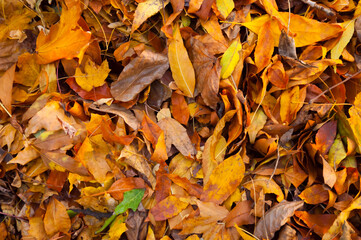 Fototapeta na wymiar yellow leaves for sites and substrates