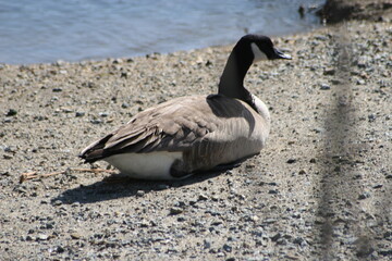 Geese, Ducks, Swans, Seagulls, 