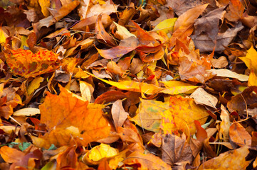 yellow leaves for sites and substrates