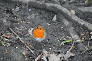 The robin is diurnal though it has been reported hunting insects on moonlit nights or near...