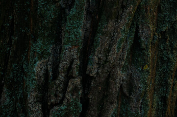 wood background for sites and substrates