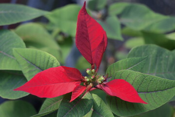 Poinsettia is well known for its red and green foliage and is widely used in Christmas floral displays It is grown as a potted plant which is poisonous to pets because of toxic substances in its juice