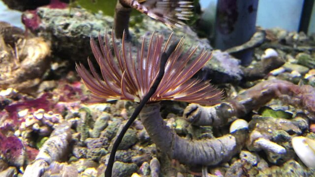 Ein Röhrenwurm, Kalkröhrenwurm im Aquarium