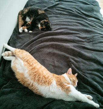 high angle view of two cats sleeping on bed