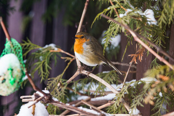 European robin coming for feeding of tallow ball in winter