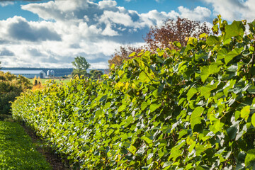 Fototapeta na wymiar Canada, Nova Scotia, Annapolis Valley, Wolfville. Local vineyard.