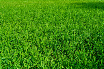 Impressive landscape green rice field with mountains in the background