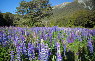 Russell lupin flowers in New Zealand.