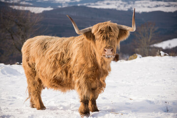 vache écossaise des Highlands