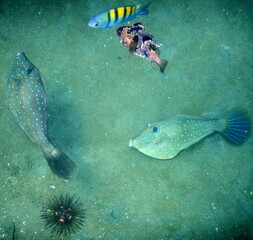 Fototapeta premium Costa Rica Pacific sea life