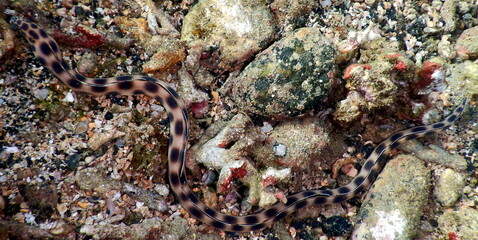 Costa Rica Pacific sea life