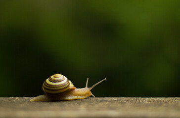 Snail