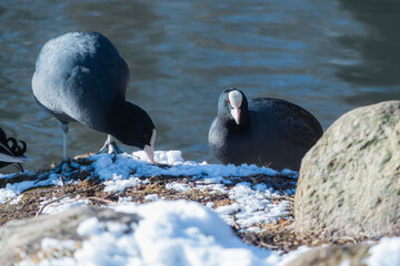 The Eurasian coot - Fulica atra pair sitting on snow