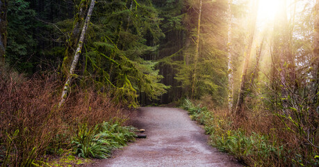 Fototapeta premium Beautiful Path in the Rainforest during a wet and rainy day. Lynn Canyon Park, North Vancouver, British Columbia, Canada. Nature Forest Background
