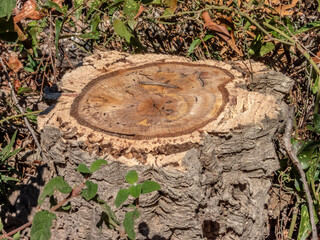 Souche du tronc d'un olivier