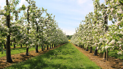 Scenic orchard with straight rows of blooming apple trees