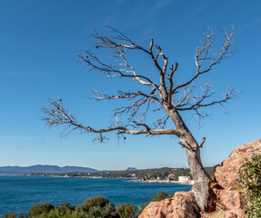 Fototapeta na wymiar Arbre mort sur des rochers ocres en bord de mer sur la Côte d'Azur