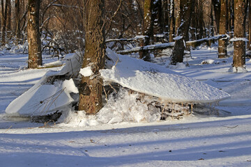In einem überschwemmten Wald im Winter sind nach dem Absinken des Wassers Eisschollen zurückgeblieben
