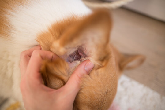 Checking a welsh corgi ear close up
