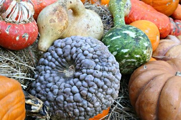 pumpkins and gourds