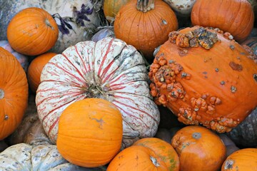 pile of pumpkins
