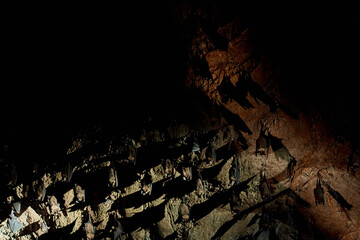 A flock of bats sleep on the ceiling in a cave. With a flashlight in the cave of bats