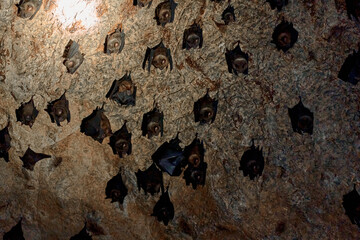 A flock of bats sleep on the ceiling in a cave. With a flashlight in the cave of bats