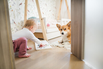 welsh corgi pembroke dog laying down next to a baby in a baby girl room, baby reading a book