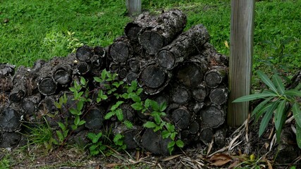 Obraz premium Firewood Pile in the garden