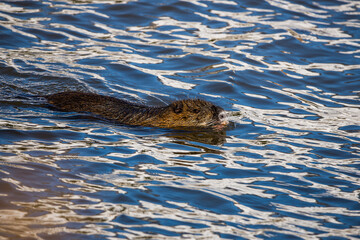 Wild coypu swimming in Moldau river in Prague