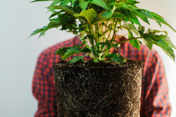 Anonymous Man holding cannabis plant. Marijuana bush in soil. Cultivating hemp in pot
