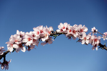 Almond blossom wreath under blue sky