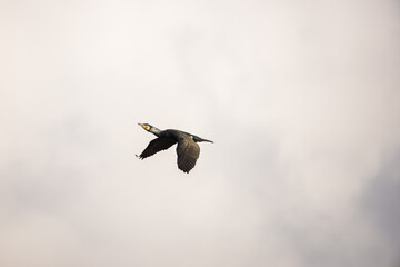 Cormorant with blue eyes flying on cloudy sky in Prague, Czech republic