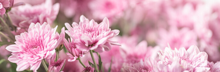 Closeup of pink Mums flower on white background with copy space using as background natural flora,...