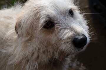 Portrait of white dog. Pet