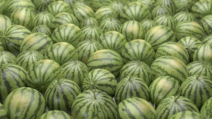Fototapeta na wymiar Many sweet green watermelons with black stripes,Many ripe watermelons on the market